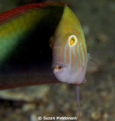 Green Razor in full dress... eyeing the camera. by Suzan Meldonian 